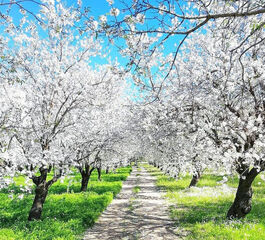 DATÇA BADEM ÇİÇEĞİ FESTİVALİ